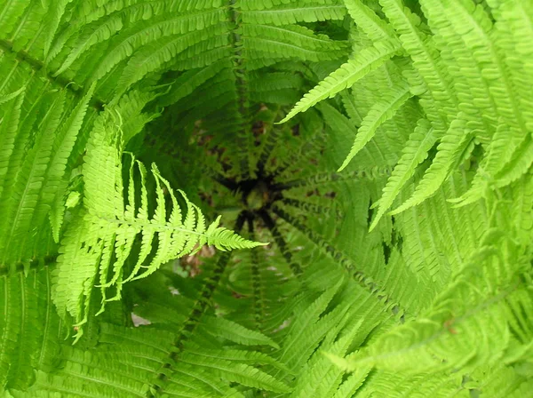 緑のシダ植物森林植物の葉 — ストック写真
