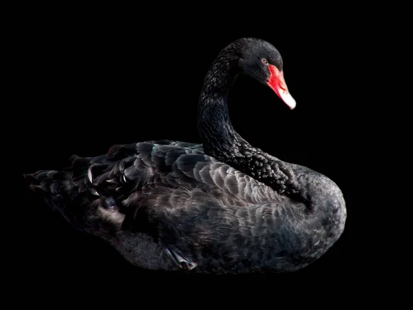 Vista Panorâmica Cisne Majestoso Natureza — Fotografia de Stock