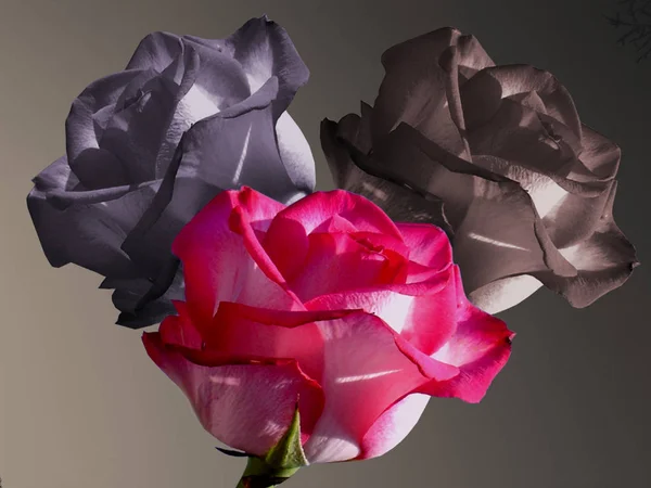 Montage Von Vier Bildern Rosen Aus Demselben Basisbild — Stockfoto