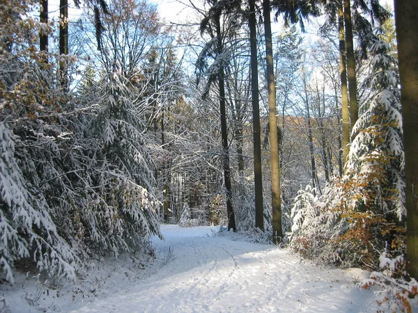 Vista Uma Cena Inverno — Fotografia de Stock