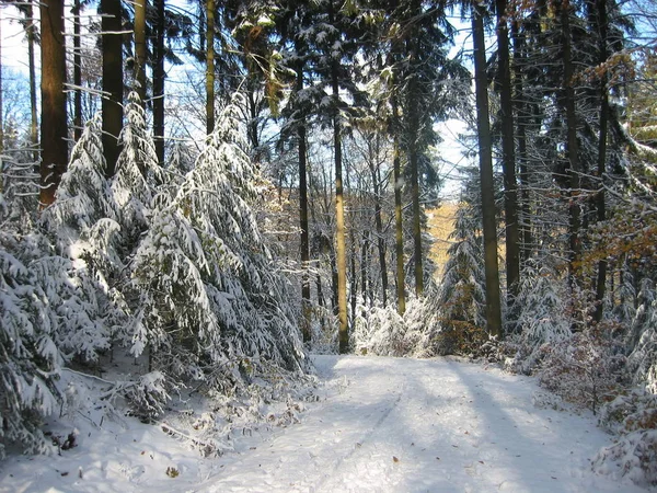 观看冬季的景色 — 图库照片