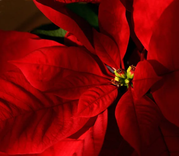 Kleurrijke Achtergrond Voor Kerst Nieuwjaar Vakantie Kaart — Stockfoto