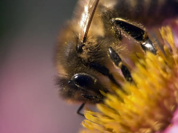 Close Van Een Bij Gele Bloem — Stockfoto