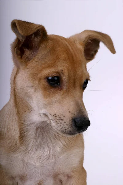 Şirin Bir Köpeğin Portresi — Stok fotoğraf