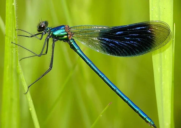 Vue Macro Rapprochée Insecte Libellule — Photo