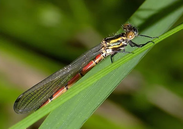 Vista Macro Primer Plano Del Insecto Libélula — Foto de Stock