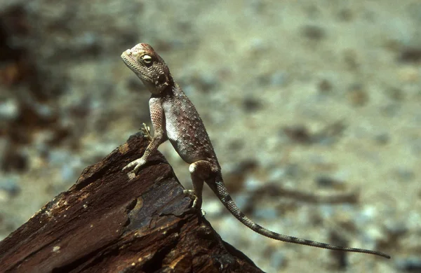 Scénický Pohled Faunu Flóru Savannah — Stock fotografie