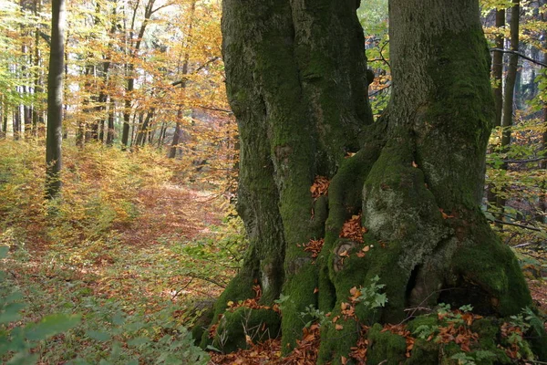 Gemelli Antico Faggio Gigante — Foto Stock