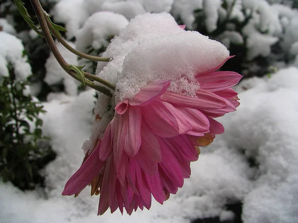 Överraskad Snön — Stockfoto