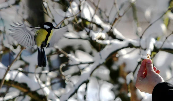 Zitat Aus Der Natur Lexikon — Stockfoto