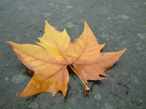 Prachtig Kleurrijk Herfstblad — Stockfoto