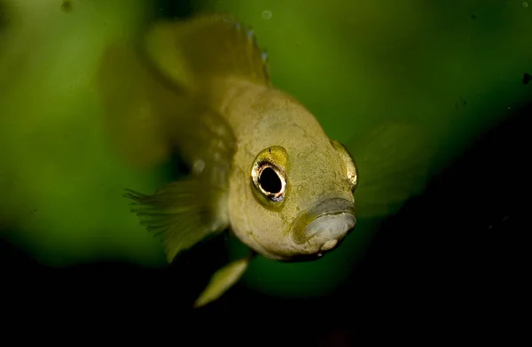 Fondo Pantalla Tema Marino Tiro Bajo Agua — Foto de Stock