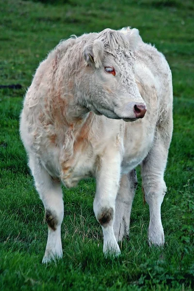 Cette Vache Tout Simplement Fasciné Par Fourrure Frisée Ainsi Que — Photo