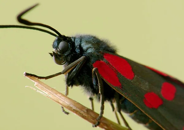 Close Van Een Insect Wilde Natuur — Stockfoto