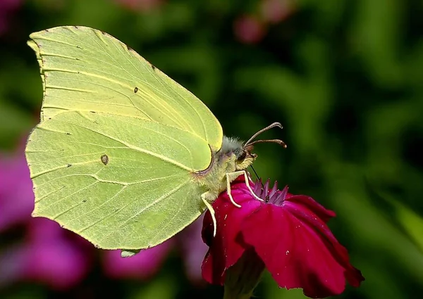 Vue Rapprochée Beau Papillon Coloré — Photo