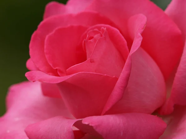 Blossom Rose Flower Petals — Stock Photo, Image