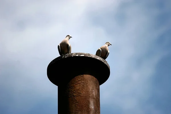 Scenic View Beautiful Bird Nature — Stock Photo, Image