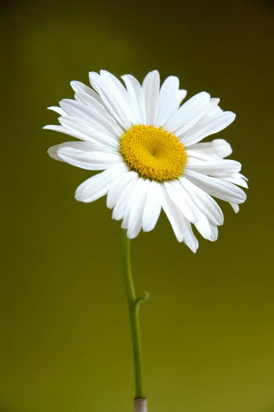 Flores Bonitas Fundo Conceito Floral — Fotografia de Stock