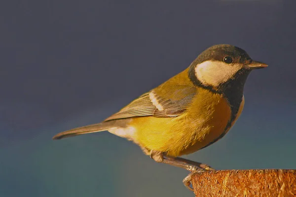 Malerische Ansicht Der Schönen Meise Vogel — Stockfoto