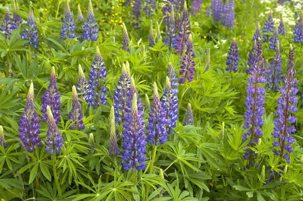 開花するルピナスや草地の植物 — ストック写真