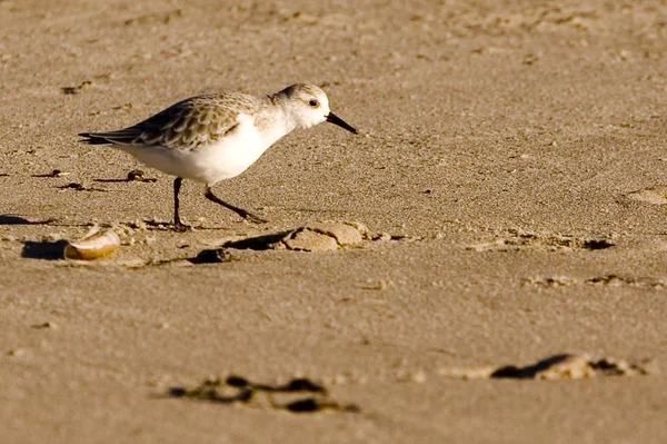 Picturesque Bird Theme Shot — Stock Photo, Image