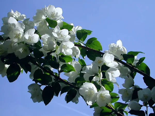 Vår Blomma Blommor Träd Grenar — Stockfoto