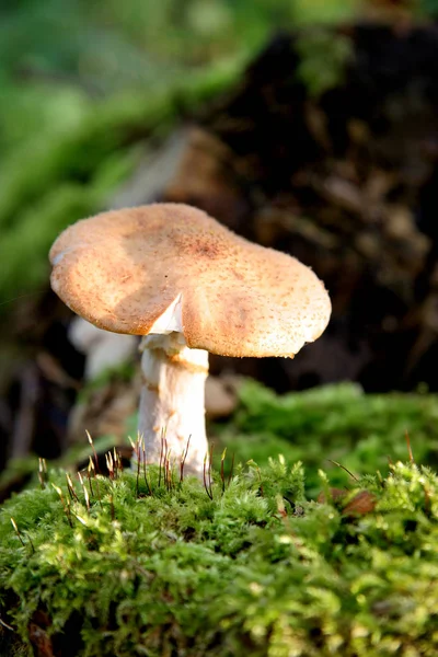 Culture Champignons Dans Forêt Fond Nature — Photo