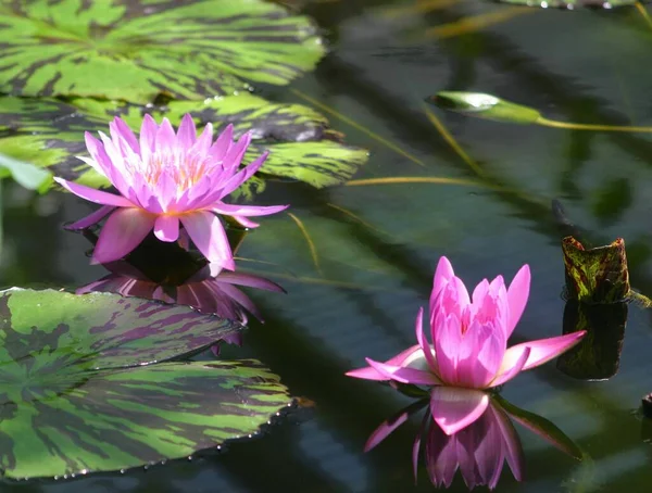 Lys Fleur Lotus Flore Étang — Photo