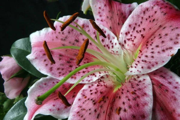 美しいユリの花の近景 — ストック写真