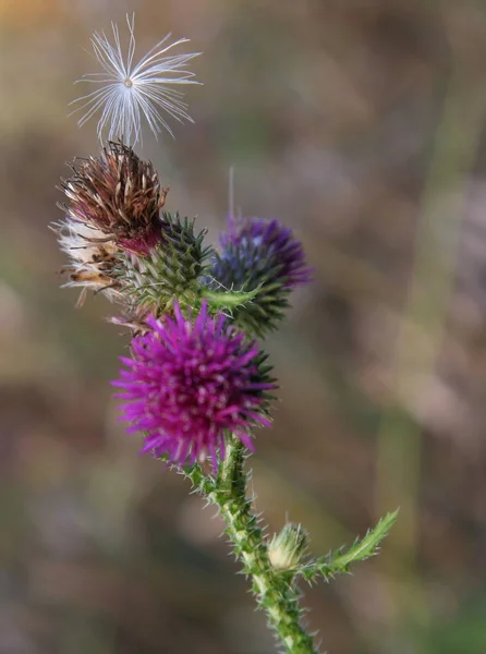 Campo Salvaje Flor Flora Naturaleza — Foto de Stock