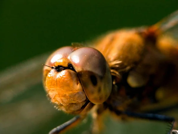 Vue Macro Rapprochée Insecte Libellule — Photo