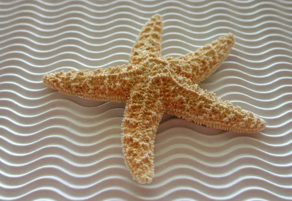 Hvězdice Pláži — Stock fotografie