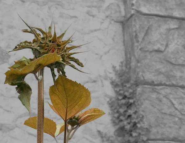 Schöne Botanische Aufnahme Natürliche Tapete — Stockfoto