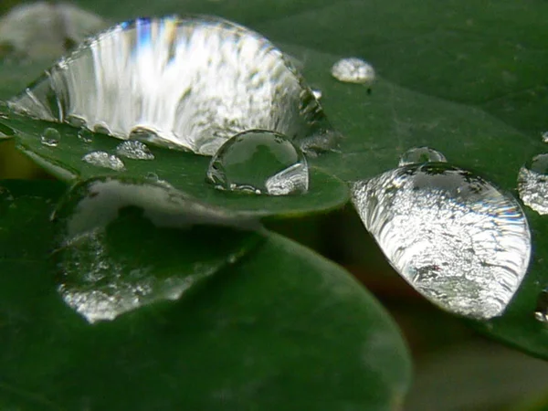 Follaje Húmedo Hojas Hierba Verde Con Gotas Lluvia —  Fotos de Stock