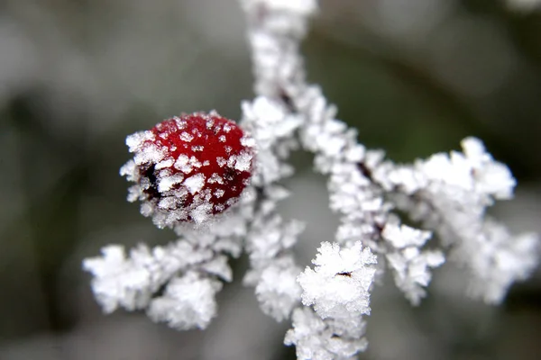 Gefrohrener Fog Brought Wind Fruit Form — Stock Photo, Image