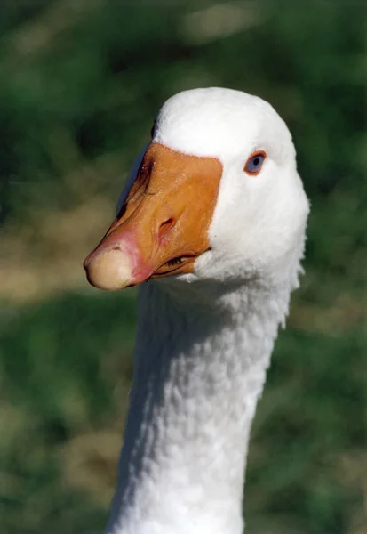 Género Las Aves Acuáticas Anser Dolor —  Fotos de Stock