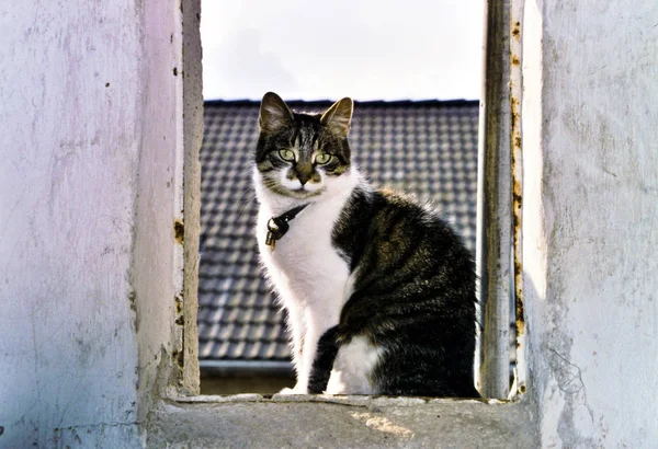 Şirin Bir Kedinin Portresi — Stok fotoğraf