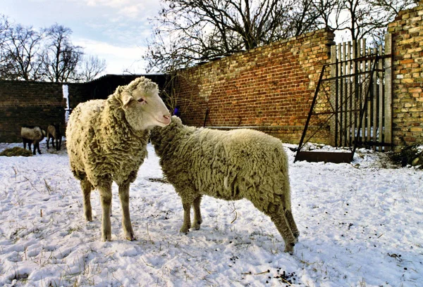 Moutons Dans Neige — Photo