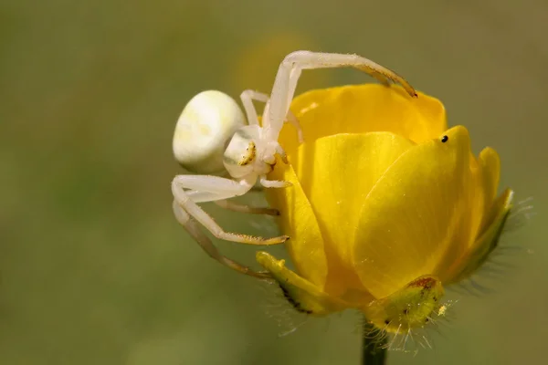 Strašidelný Pavoučí Hmyz — Stock fotografie