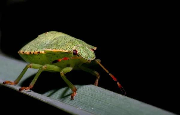 Närbild Insekter Vild Natur — Stockfoto