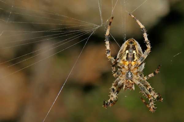 Telaraña Insecto Trampa — Foto de Stock