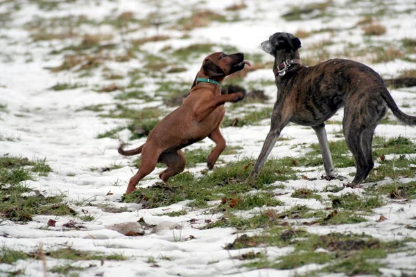 Собака Собаки Бегают Снегу — стоковое фото