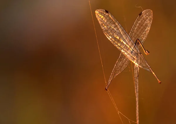 Närbild Makro Syn Trollslända Insekt — Stockfoto