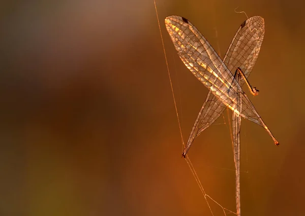 Closeup Tilikan Makro Dari Serangga Capung — Stok Foto