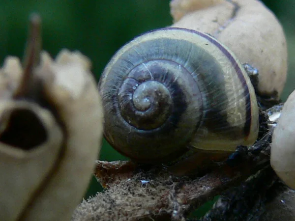 Snail Shelled Gastropod Animal — Stock Photo, Image