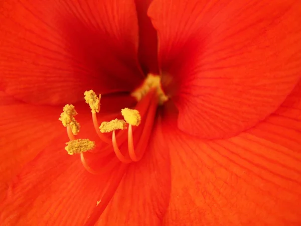 Amaryllis Çiçek Yaprakları Bitki Çiçekleri — Stok fotoğraf