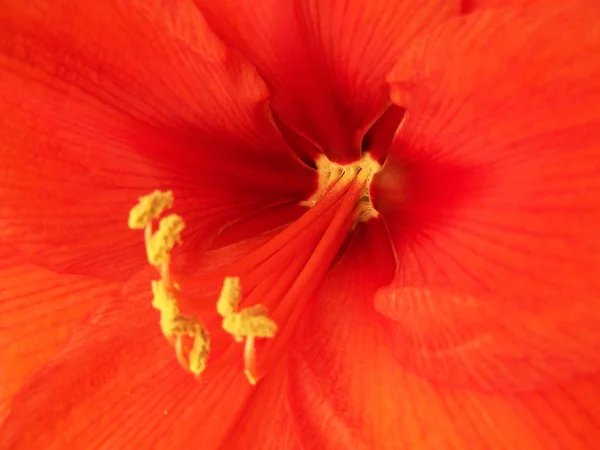 Amaryllis Virágszirmok Flóra Virágzás — Stock Fotó