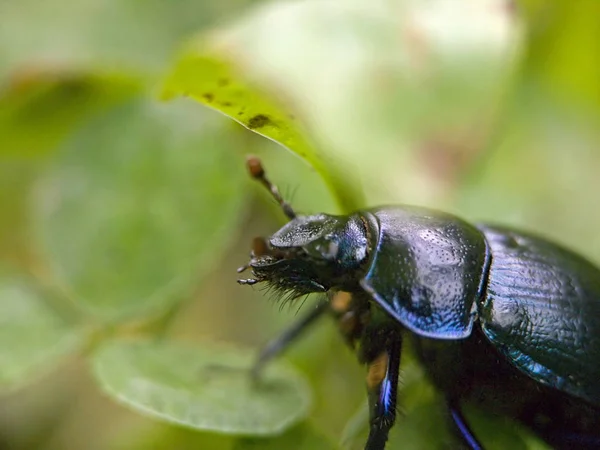 Vue Rapprochée Petit Coléoptère Des Bouses — Photo