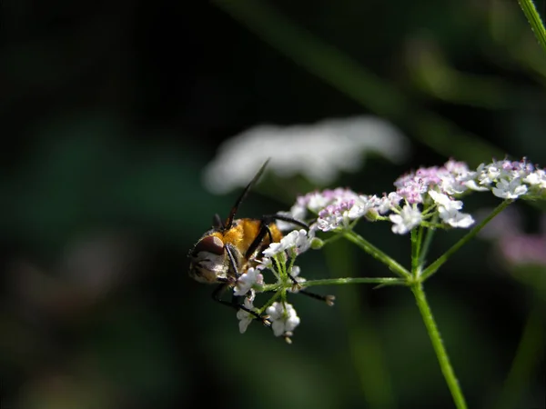 Hoverfly Flower Dowels — Stock Photo, Image