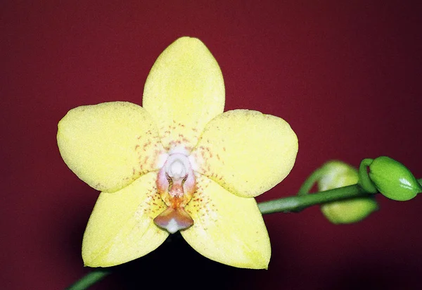 Piękne Kwiaty Storczyk Płatki Flora — Zdjęcie stockowe